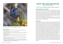 Alternative view 7 of A Field Guide to Insects of Australia