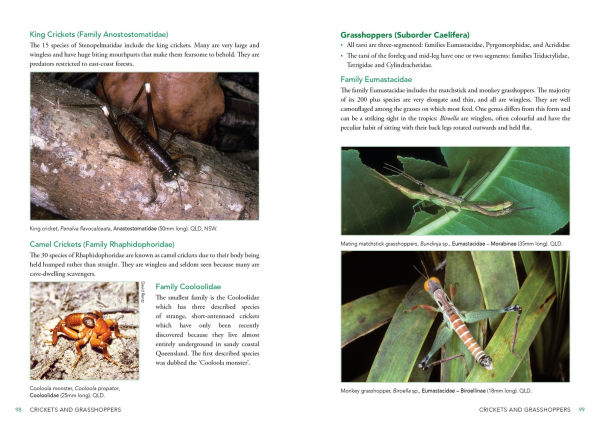 A Field Guide to Insects of Australia