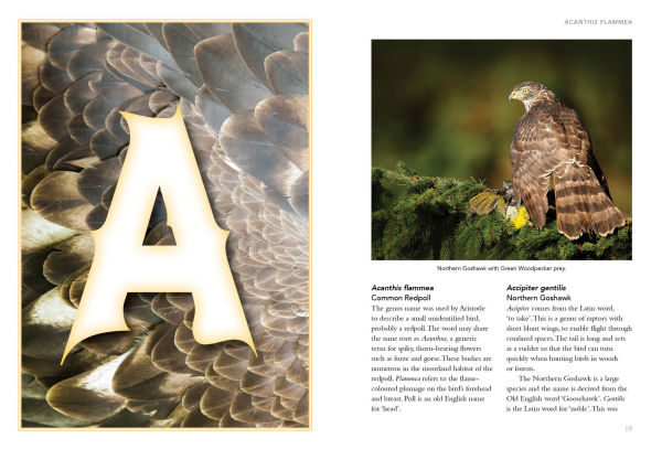 Birds What's in a Name?: from Accipiter to Zoothera The Origin of Bird Names