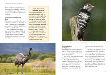 Alternative view 3 of Birds What's in a Name?: from Accipiter to Zoothera The Origin of Bird Names
