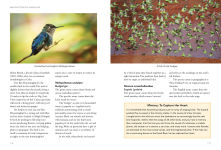 Alternative view 4 of Birds What's in a Name?: from Accipiter to Zoothera The Origin of Bird Names