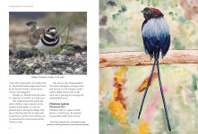 Alternative view 5 of Birds What's in a Name?: from Accipiter to Zoothera The Origin of Bird Names