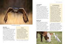 Alternative view 8 of Birds What's in a Name?: from Accipiter to Zoothera The Origin of Bird Names
