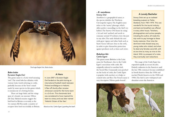 Birds What's in a Name?: from Accipiter to Zoothera The Origin of Bird Names
