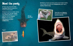 Alternative view 2 of Did You Know? Sharks: Mysterious ocean wanderers that are full of surprises