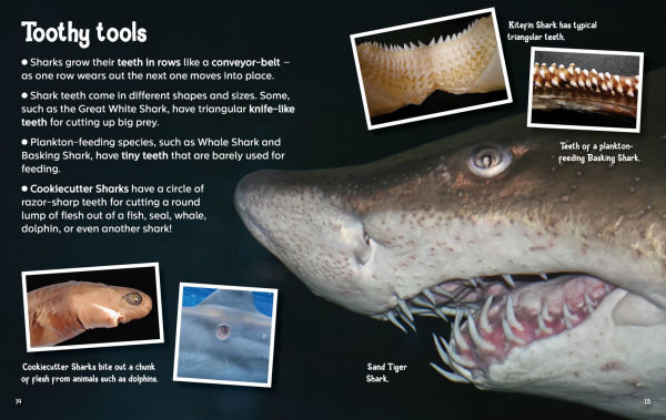 Did You Know? Sharks: Mysterious ocean wanderers that are full of surprises