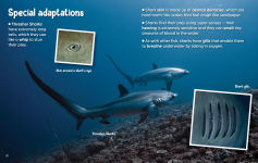 Alternative view 4 of Did You Know? Sharks: Mysterious ocean wanderers that are full of surprises
