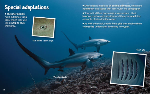 Did You Know? Sharks: Mysterious ocean wanderers that are full of surprises