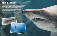 Alternative view 5 of Did You Know? Sharks: Mysterious ocean wanderers that are full of surprises