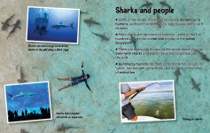 Alternative view 6 of Did You Know? Sharks: Mysterious ocean wanderers that are full of surprises