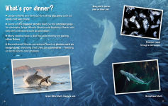 Alternative view 7 of Did You Know? Sharks: Mysterious ocean wanderers that are full of surprises