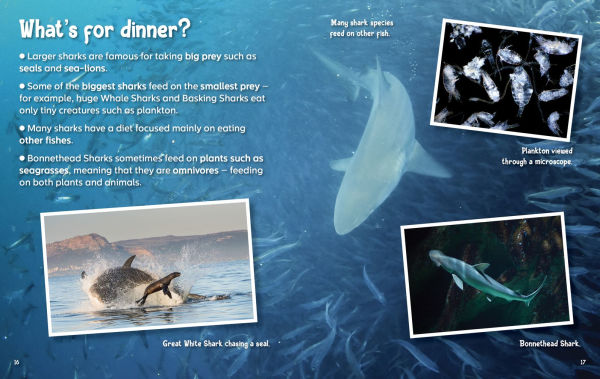 Did You Know? Sharks: Mysterious ocean wanderers that are full of surprises