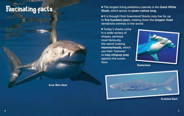 Did You Know? Sharks: Mysterious ocean wanderers that are full of surprises
