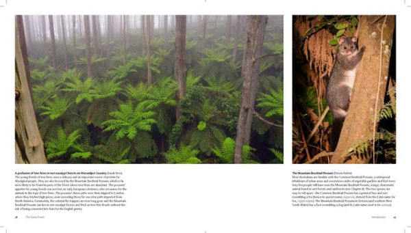 The Great Forest: The rare beauty of the Victorian Central Highlands