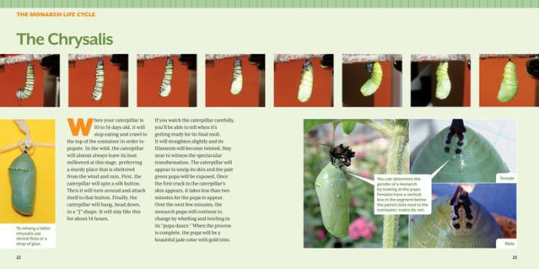 How to Raise Monarch Butterflies: A Step-by-Step Guide for Kids