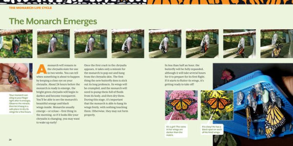 How to Raise Monarch Butterflies: A Step-by-Step Guide for Kids