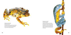Alternative view 2 of Weird Frogs