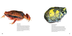 Alternative view 3 of Weird Frogs