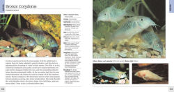 Alternative view 3 of 500 Freshwater Aquarium Fish: A Visual Reference to the Most Popular Species