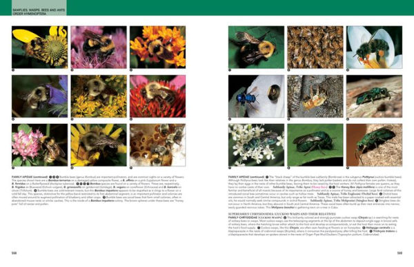 Insects: Their Natural History and Diversity: With a Photographic Guide to Insects of Eastern North America