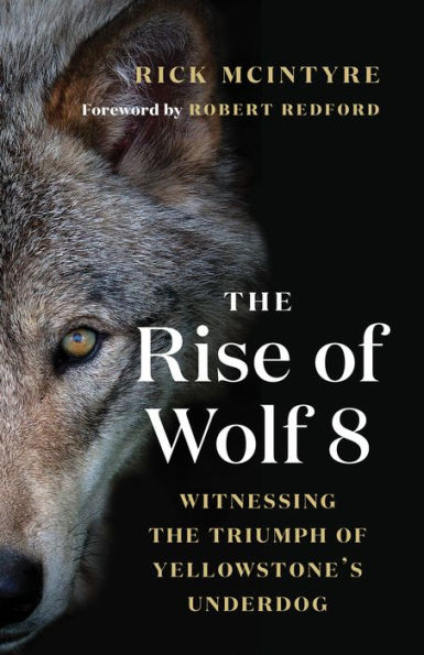 The Rise of Wolf 8: Witnessing the Triumph of Yellowstone's Underdog