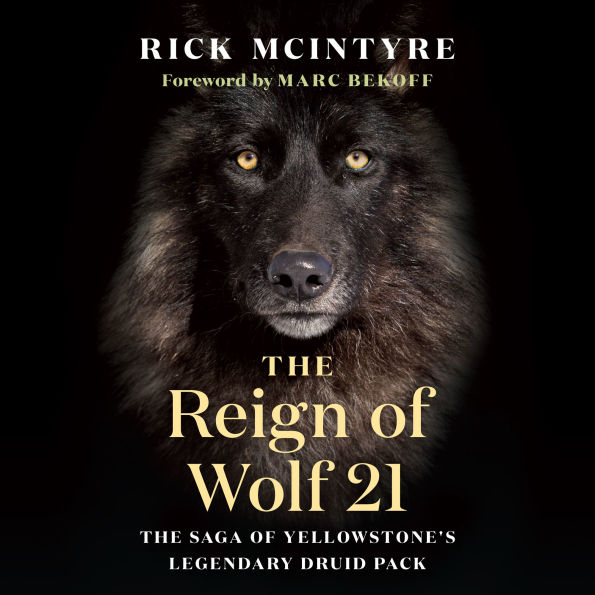The Reign of Wolf 21: Saga Yellowstone's Legendary Druid Pack