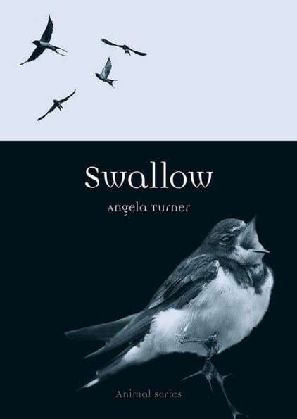 Swallow