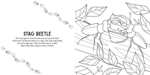 Colour Me: Mini Beasts