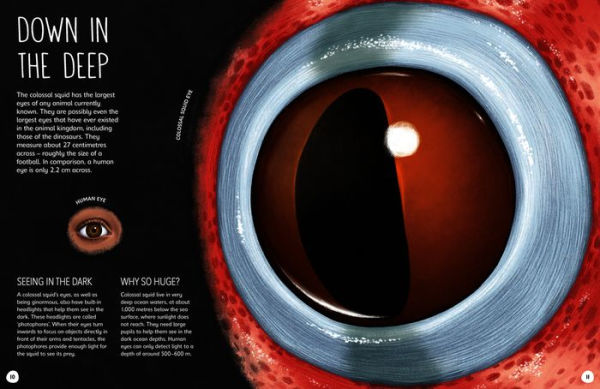 Size Wise: From Colossal Squids to Snowflakes, a Life-Sized Look at Nature