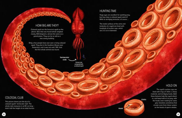 Size Wise: From Colossal Squids to Snowflakes, a Life-Sized Look at Nature