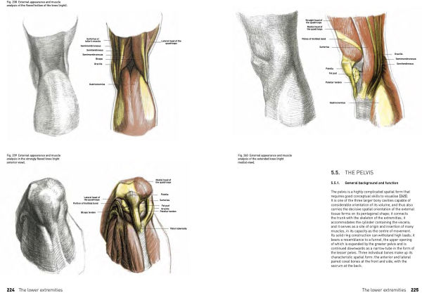 The Complete Guide to Anatomy for Artists & Illustrators