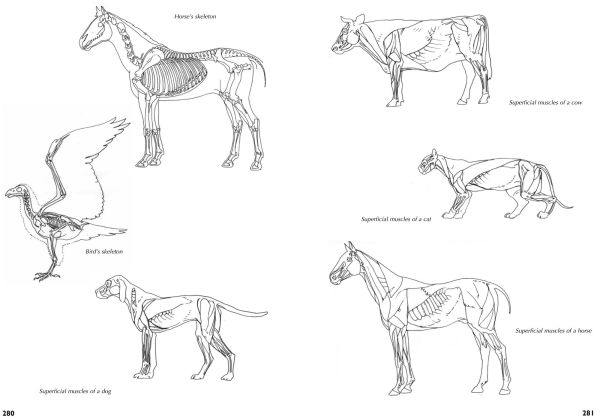 Drawing- A Complete Guide: Nature