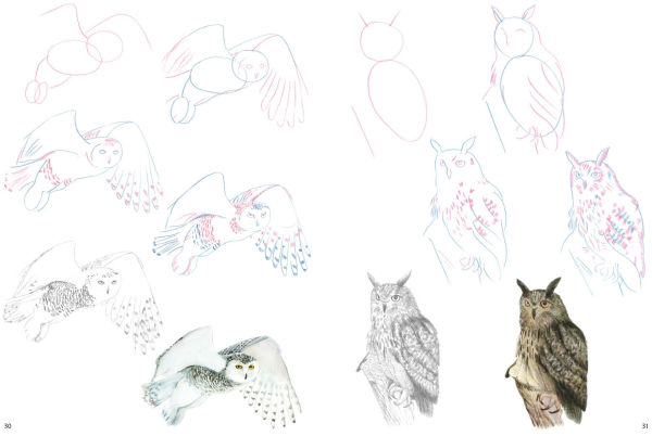 How to Draw Mountain Animals in simple steps