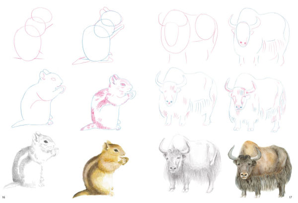 How to Draw Mountain Animals in simple steps