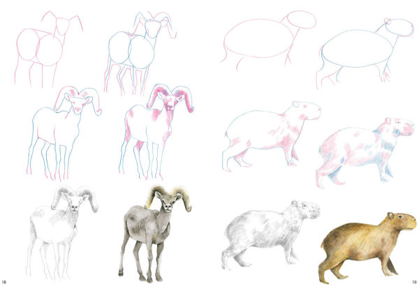 How to Draw Mountain Animals in simple steps