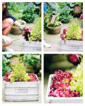 Alternative view 5 of The Balcony Gardener: Creative ideas for small spaces