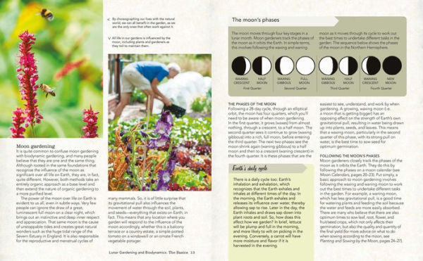 Moon Gardening: Planting your biodynamic garden by the phases of the moon