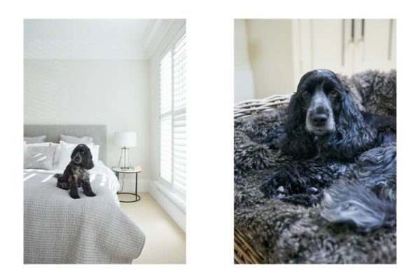 Cool Dogs, Homes: Living style with your dog