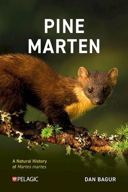 Pine Marten: The Secret Life of Martes