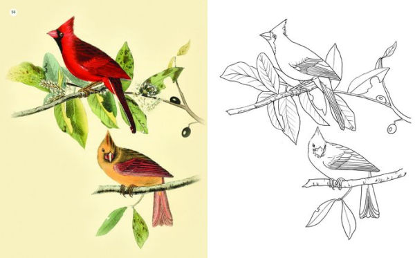 The Beauties of Nature Coloring Book