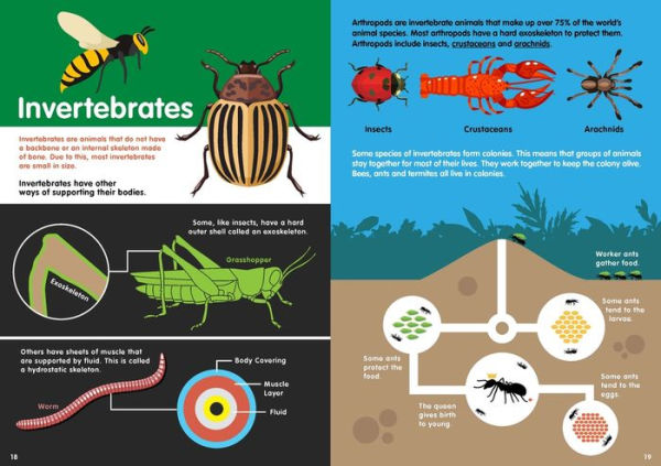 Animals Infographics