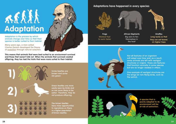 Animals Infographics