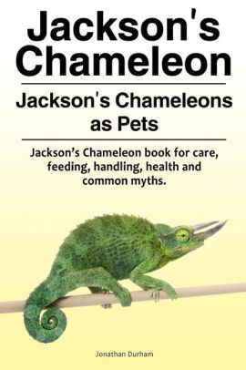 jackson chameleon stuffed animal