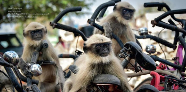 Comedy Wildlife Photography Awards Vol. 4