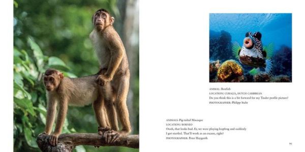 Comedy Wildlife Photography Awards Vol. 4