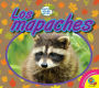 Los mapaches