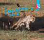 A Cheetah's World