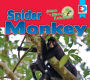 Animals of the Amazon Rainforest: Spider Monkey