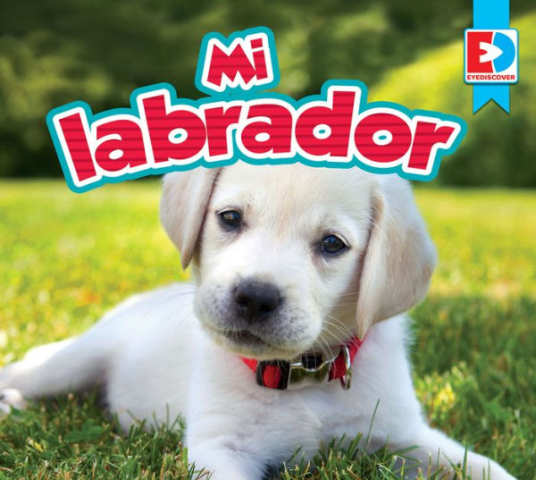 Mi labrador