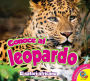 Conoce al leopardo